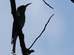 Merops viridis