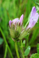 Astragalus agrestis