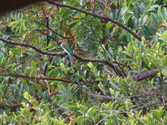 Merops viridis