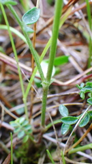 Astragalus agrestis