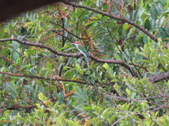 Merops viridis