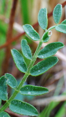 Astragalus agrestis