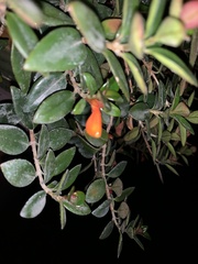 Nematanthus