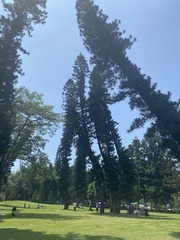 Araucaria heterophylla