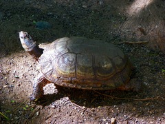 Rhinoclemmys pulcherrima pulcherrima