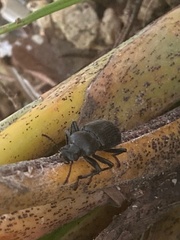 Tenebrioninae