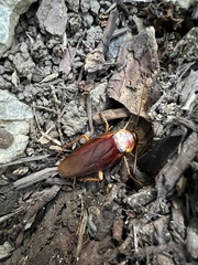 Periplaneta americana