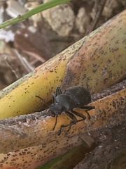 Tenebrioninae