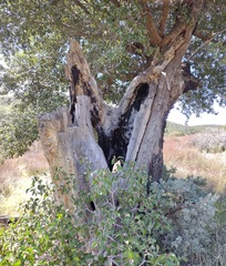 Quercus agrifolia oxyadenia