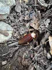 Periplaneta americana