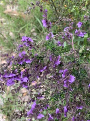 Prostanthera