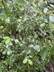 Viburnum luzonicum