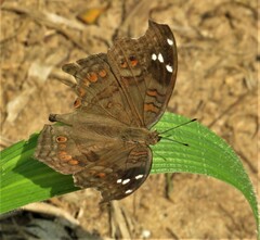 Junonia natalica natalica