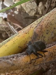 Tenebrioninae