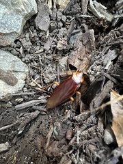 Periplaneta americana