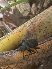 Tenebrioninae