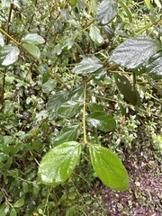 Viburnum luzonicum