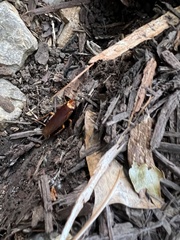 Periplaneta americana