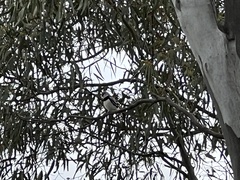 Stagonopleura guttata