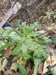 Epilobium adenocaulon