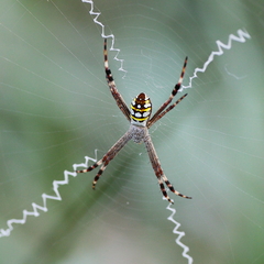 Argiope picta