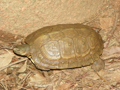 Rhinoclemmys pulcherrima pulcherrima