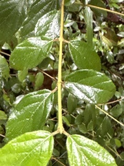 Viburnum luzonicum