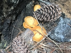 Gymnopilus