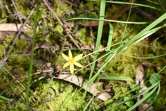 Pauridia vaginata