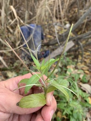 Epilobium adenocaulon