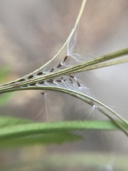 Epilobium adenocaulon