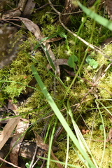 Pauridia vaginata