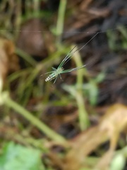 Leucauge decorata
