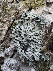 Heterodermia neglecta