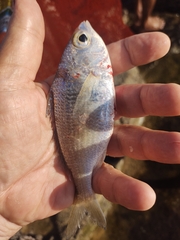 Eucinostomus