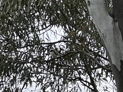 Stagonopleura guttata