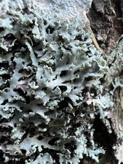 Heterodermia neglecta