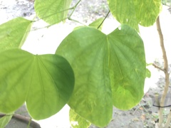 Bauhinia