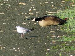 Branta canadensis moffitti