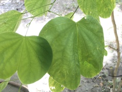Bauhinia