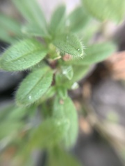 Cerastium holosteoides