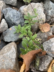 Cerastium holosteoides