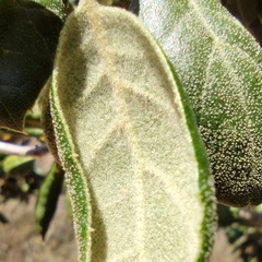 Quercus agrifolia oxyadenia