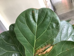 Terminalia catappa