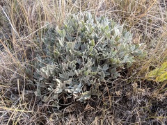 Astragalus gilviflorus