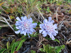 Scabiosa lacerifolia