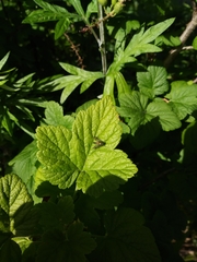 Condylostylus occidentalis