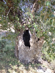 Quercus agrifolia oxyadenia