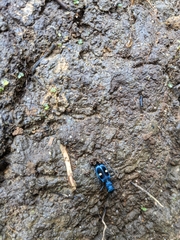 Pseudoxycheila tarsalis