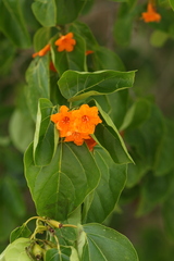 Cordia subcordata
